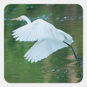 Pegatina Cuadrada Gran Egret Blanco