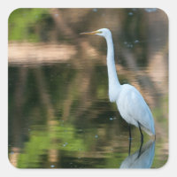 Gran Egret Blanco
