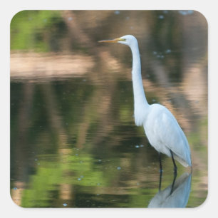 Pegatina Cuadrada Gran Egret Blanco