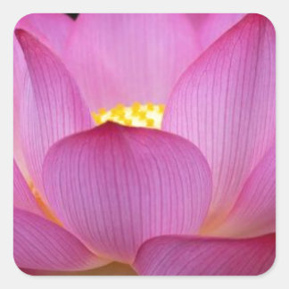 Pegatina Cuadrada Gran foto rosa oscuro de Lotus Flower.jpg