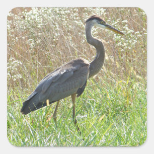 Pegatina Cuadrada Gran garza azul - Ardea herodias