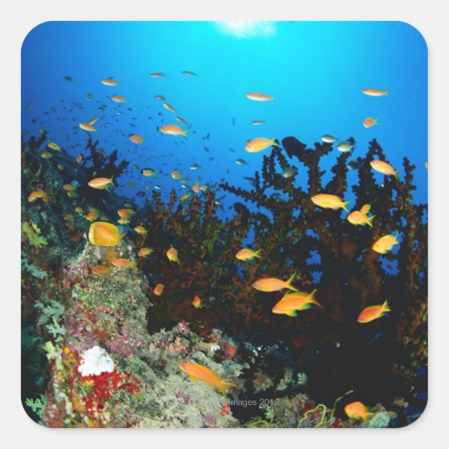 Pegatina Cuadrada Gran grupo de peces Sea Goldie nadando (Anverso)