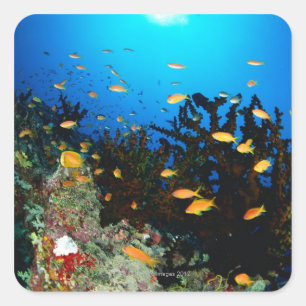 Pegatina Cuadrada Gran grupo de peces Sea Goldie nadando