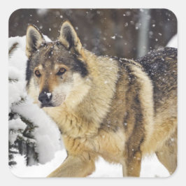 Pegatina Cuadrada Gran Hermoso Lobo Gris Salvaje en la nieve