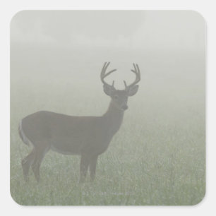 Pegatina Cuadrada Gran Parque Nacional de las Montañas Smoky, Tennes