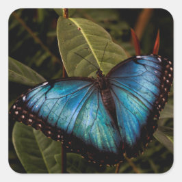 Pegatina Cuadrada Grande, hermosa mariposa azul