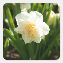 Pegatina Cuadrada Grandes daffodias blancas en un día de primavera