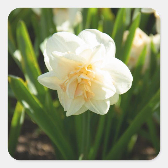Pegatina Cuadrada Grandes daffodias blancas en un día de primavera (Anverso)