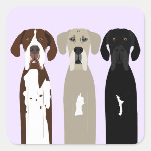 Pegatina Cuadrada Grandes perros daneses