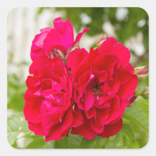 Pegatina Cuadrada Grandes rosas rojas en el jardín