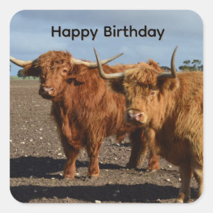Pegatina Cuadrada Grandes Vacas Highlands Marrones, Stickers de Cump