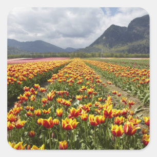 Pegatina Cuadrada Granja de tulipanes cerca de Agassiz, Columbia Bri