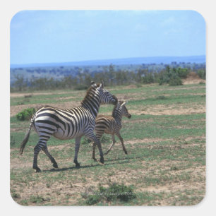 Pegatina Cuadrada Grant Zebra