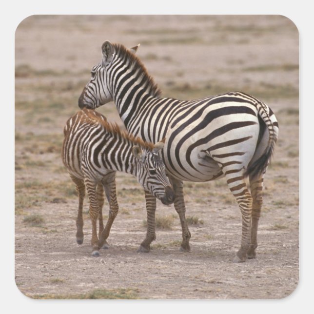 Pegatina Cuadrada Grant Zebra 3 (Anverso)