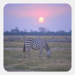 Pegatina Cuadrada Grant Zebra 3