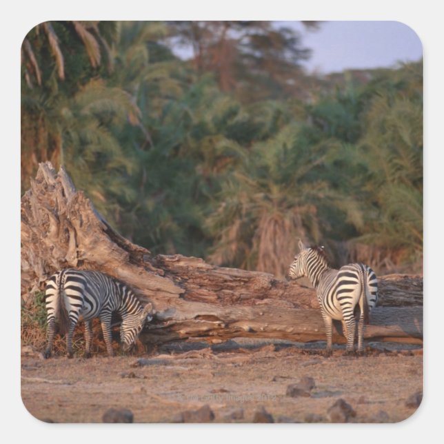 Pegatina Cuadrada Grant Zebra 5 (Anverso)