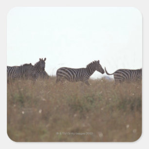 Pegatina Cuadrada Grant Zebra 7