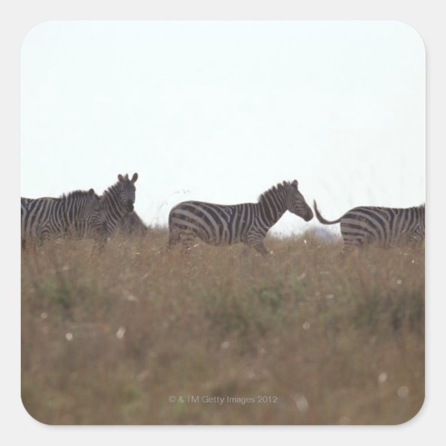 Pegatina Cuadrada Grant Zebra 7 (Anverso)