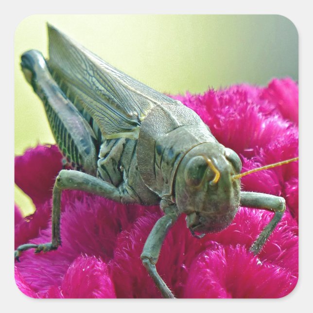 Pegatina Cuadrada Grasshopper on Cockscomb (Anverso)