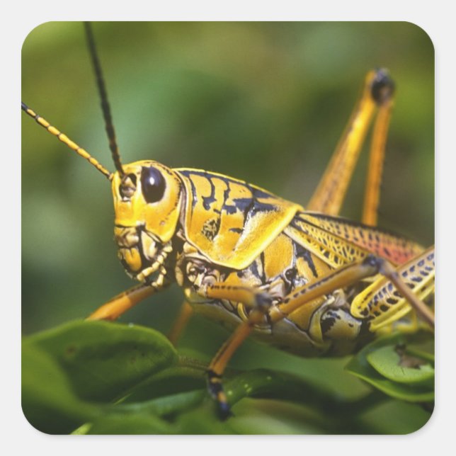 Pegatina Cuadrada Grasshopper, Parque Nacional Everglades, Florida, (Anverso)
