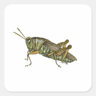 Pegatina Cuadrada Grasshopper verde