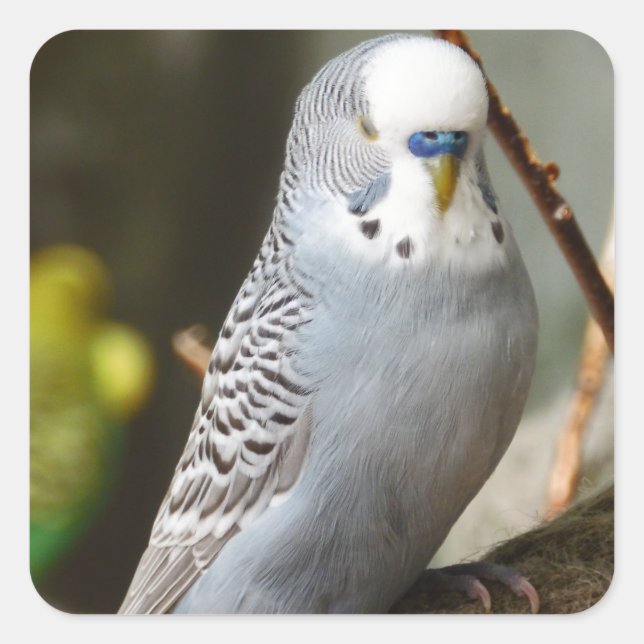 Pegatina Cuadrada Gray Budgie Bird (Anverso)