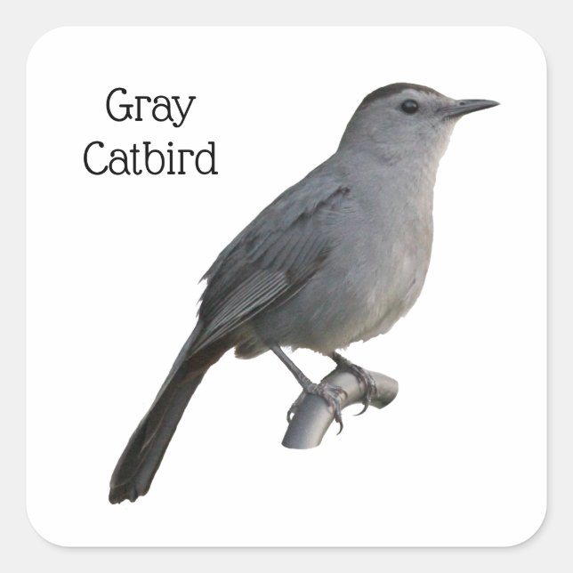 Pegatina Cuadrada Gray Catbird (Anverso)
