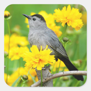 Pegatina Cuadrada Gray Catbird en una valla de madera