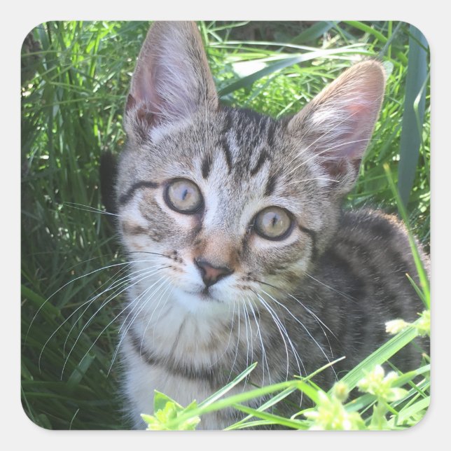 Pegatina Cuadrada Gray Tabby Cat (Anverso)
