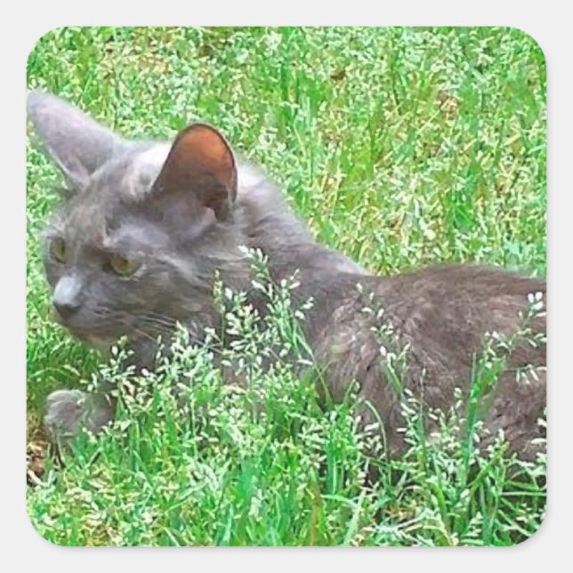 Pegatina Cuadrada Gray Tortie Cat (Anverso)