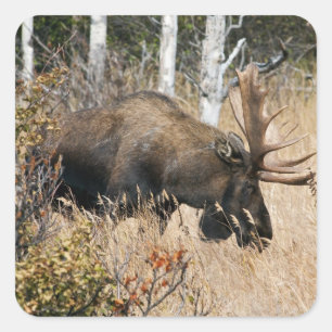 Pegatina Cuadrada Grazing Moose