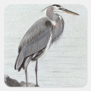 Pegatina Cuadrada Great Blue Heron