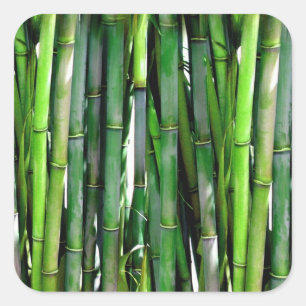 Pegatina Cuadrada Green Bamboo Stalks Nature Photography
