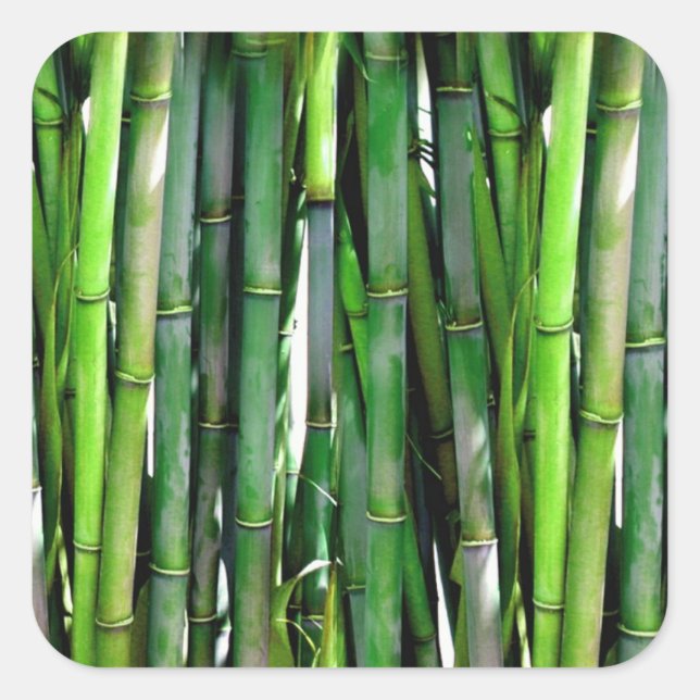 Pegatina Cuadrada Green Bamboo Stalks Nature Photography (Anverso)