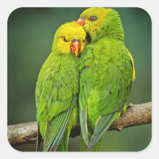 Pegatina Cuadrada Green Parrots Love Birds Photography