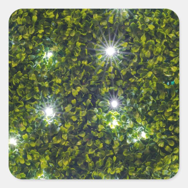 Pegatina Cuadrada Green Privet Hedge con Starlight (Anverso)