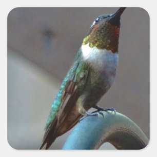 Pegatina Cuadrada Green Ruby little Hummingbird