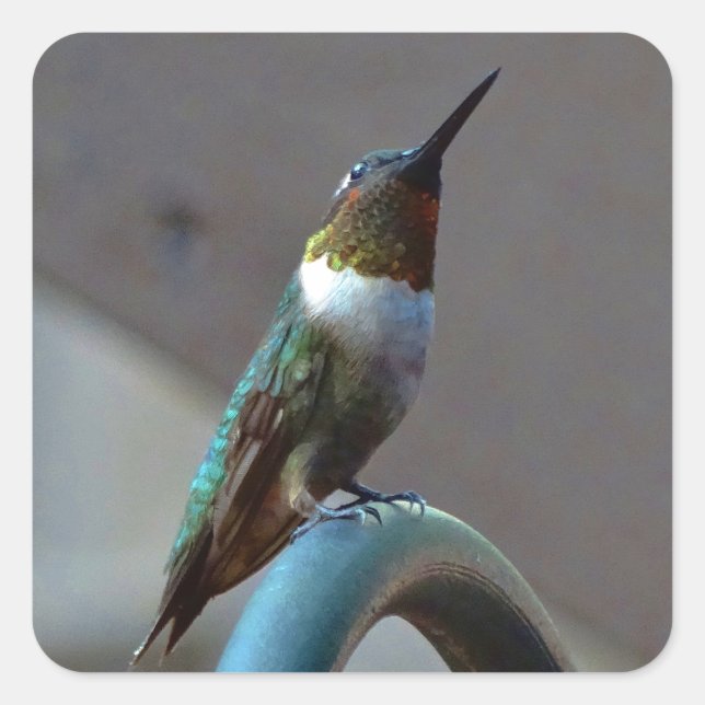 Pegatina Cuadrada Green Ruby little Hummingbird (Anverso)