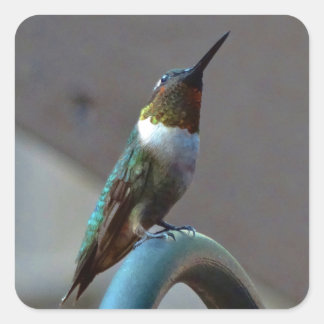 Pegatina Cuadrada Green Ruby little Hummingbird
