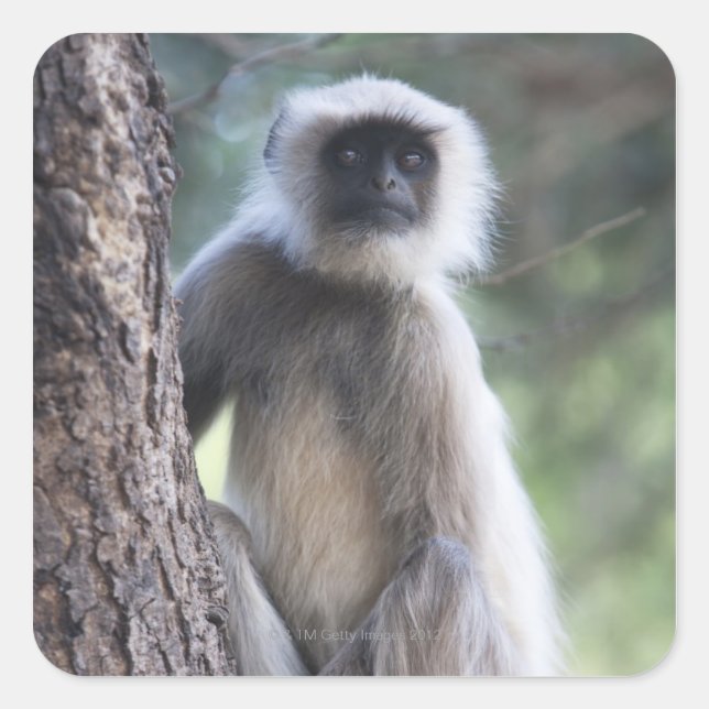 Pegatina Cuadrada Gris o común o hanuman langur (Anverso)