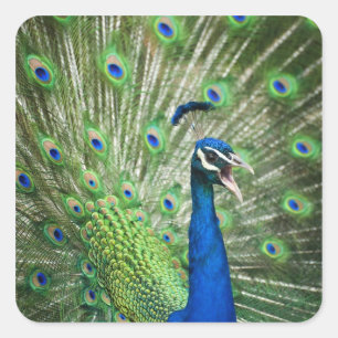 Pegatina Cuadrada Gritando pavo real