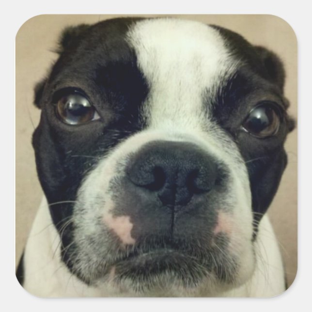 Pegatina Cuadrada Grouchy Boston Terrier (Anverso)