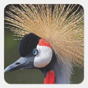 Pegatina Cuadrada Grúa coronada de negro