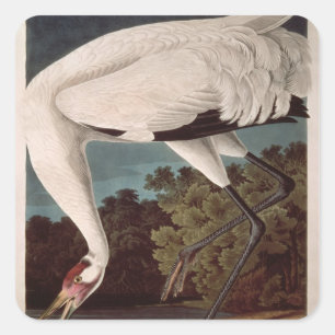 Pegatina Cuadrada Grúa de Whooping, de 'Birds of America'