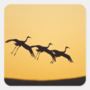 Pegatina Cuadrada Grulla canadiense aterrizando al atardecer