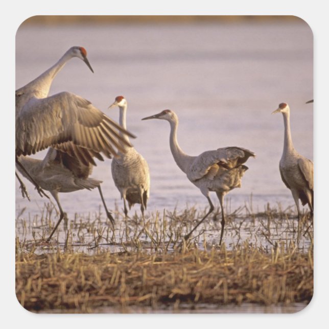 Pegatina Cuadrada Grullas de la arenosa Grus canadensis) Platte (Anverso)