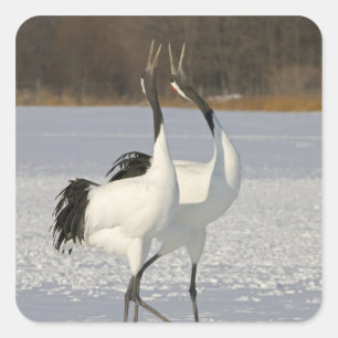 Pegatina Cuadrada Grullas japonesas bailando en la nieve