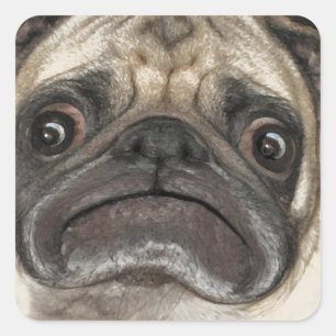 Pegatina Cuadrada Grumpy Puggy Gifts