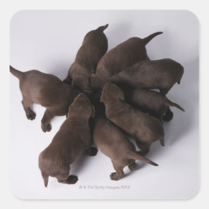 Pegatina Cuadrada Grupo de cachorros con cabezas juntas