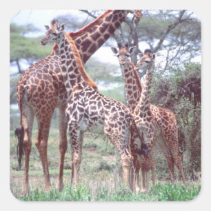 Pegatina Cuadrada Grupo de jirafas o manada con crías, Giraffa